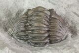 Wide, Enrolled Flexicalymene Trilobite In Shale - Ohio #67976-1